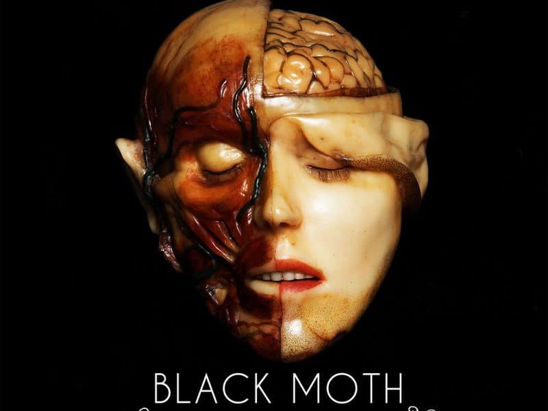 Black Moth 2